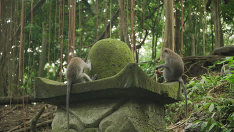 Verspielte-Grau-Gefärbte-Affen-Oder-Langschwanzmakaken-Im-Affenwald-Von-Ubud-Sitzen-Auf-Einer-Steinernen-Tempelskulptur-Und-Kämpfen