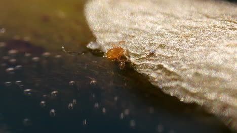 Extreme-macro-closeup-of-tiny-mite-on-the-shore-in-water-on-sunny-day-outside