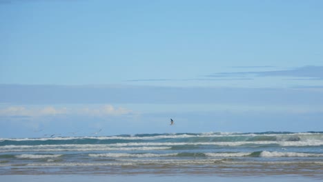 Seagulls-and-turns-flying-in-slow-motion-accross-a-lonely-beach-in-southern-Australia