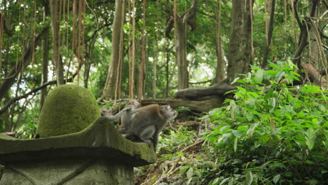 Grupo-De-Juguetones-Monos-De-Color-Gris-O-Macacos-De-Cola-Larga-En-El-Bosque-De-Monos-De-Ubud,-Bali