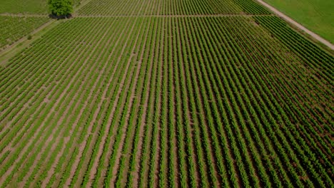 Aerial-dolly-shot-along-the-rows-of-vines-growing-within-a-vineyard-in-France