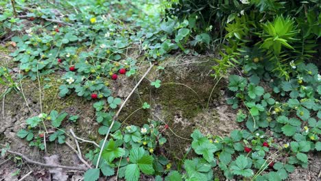 Red-wild-strawberries-in-forest-nature-landscape-of-gathering-fruits-in-nature-collecting-food-garnish-decoration-microgreen-greenery-flora-gardening-sweet-delicious-landscape-in-iran-gilan-Hyrcanian