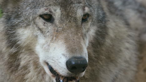 Nahaufnahme-Des-Gesichts-Des-Jagenden-Grauen-Wolfs,-Der-Sich-Umschaut