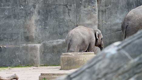 Baby-elephant-following-mother-around-zoo-enclosure