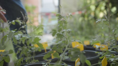 Eine-Person,-Die-Sich-Tagsüber-Um-Junge-Pflanzen-In-Einem-Garten-Oder-Einer-Baumschule-Kümmert