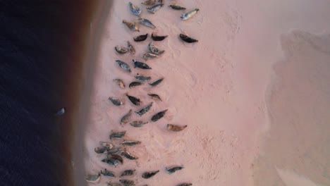 Aerial-Top-Down-Shot-of-Seals-on-Findhorn-Beach-in-Scotland,-UK