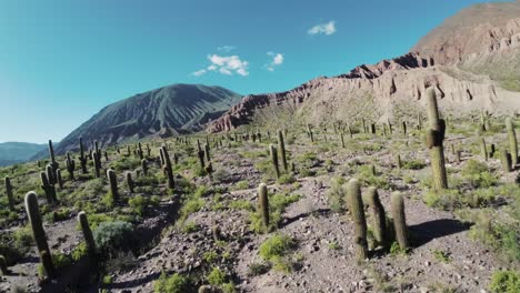 FPV-drone-flying-low-amidst-numerous-cardon-cacti-in-the-pre-Andes-region-of-Salta,-Argentina