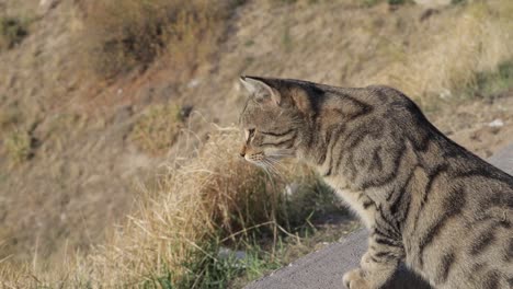 A-cat-from-the-back-view-walking-in-a-field