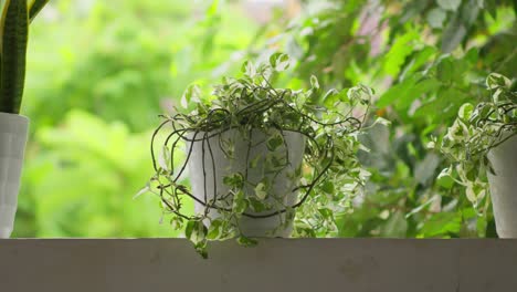 Lush-Epipremnum-Aureum-thriving-in-a-decorative-pot