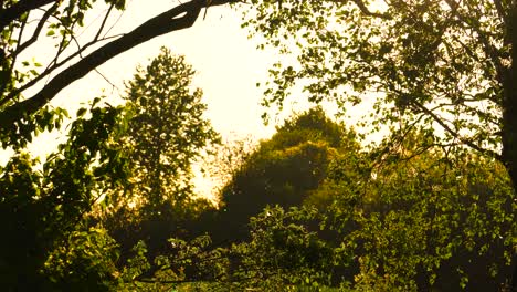 Winzige-Pollenpartikel-Und-Baumblätter-Bewegen-Sich-In-Der-Goldenen-Stunde-Sonnenuntergang-Brise