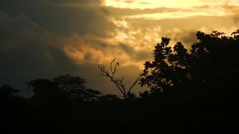 Magpie-Birds-Perched-on-the-Silhouetted-Branches-of-a-Tree-in-the-Enchanting-Amazon-Rainforest-During-Sunset---Static-Shot