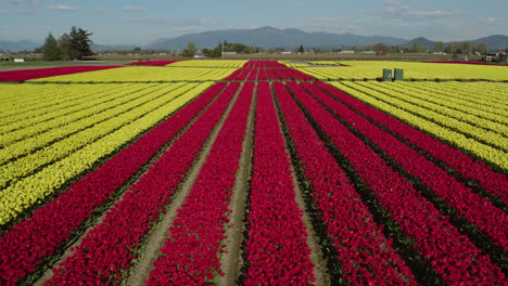 Drone-flying-over-rows-of-red-and-yellow-Tulip-flowers,-on-a-sunny,-spring-day