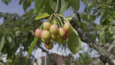 Nahaufnahme-Unreifer-Mehrfarbiger-Kirschen,-Die-An-Einem-Ast-Unter-Der-Sonne-Hängen