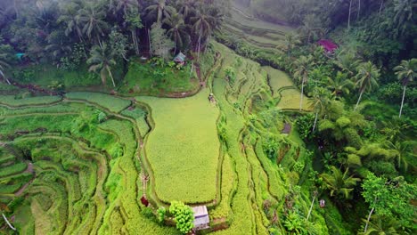 Terraza-De-Arroz,-Exuberante-Plantación-En-Cascada-Contorneada-Verde-Y-Saludable