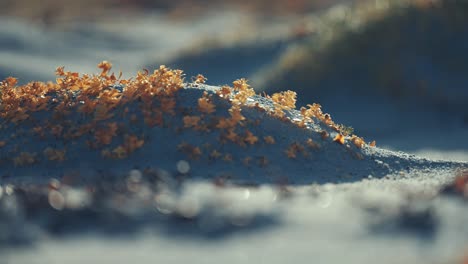 A-close-up-shot-of-the-sandy-beach-covered-with-dry-seaweed-and-colorful-miniature-plants