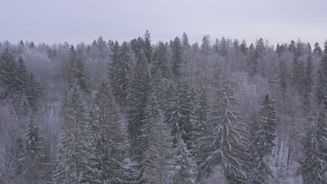 Drone-Volando-Hacia-El-Bosque-Nevado-Durante-El-Día