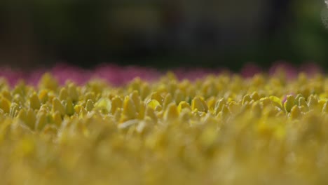 Slow-rack-focus-from-rear-to-front,-across-a-field-of-yellow-tulips-covered-in-morning-dew