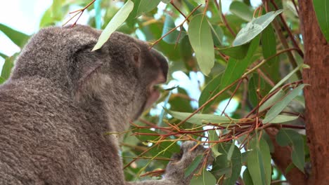 Profil-Nahaufnahme-Eines-Aktiven,-Auf-Nahrungssuche-Befindlichen-Koalas,-Phascolarctos-Cinereus,-Der-Eukalyptusblätter-Mampft-Und-Verspeist