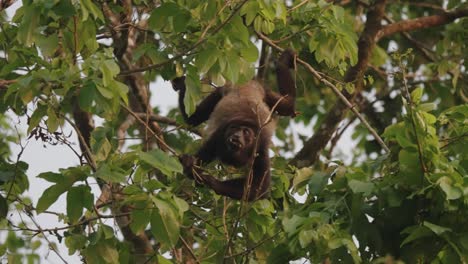 Howler-Monkey-In-Osa-Peninsula-In-Costa-Rica-Eating-Tree-Leaves-On-Rainforest