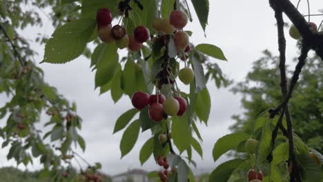 Close-Up-Maturing-Cherries-Windy-And-Cloudy-Day-Cherry-Tree-Full-Of-Leaves