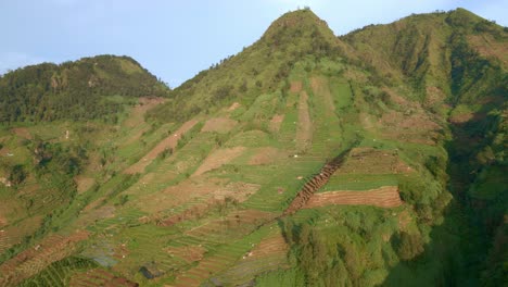 Vogelperspektive-über-Die-Kartoffelplantagen-An-Den-Hängen-Der-Berge-In-Indonesien