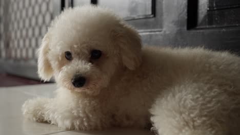 Toy-poodle-looks-at-owner-while-lying-on-the-floor-indoors