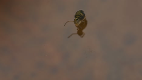 Globular-springtail-cleaning-its-antenna-and-then-drinking