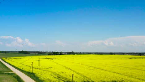 Black-bird-flock-fly-in-blue-sky-above-blooming-rapeseed-field,-Latvia