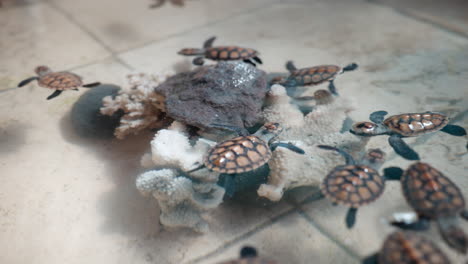 Niedliche-Karettschildkrötenjunge-Schwimmen-Im-Becken-Des-Bali-Turtle-Sanctuary