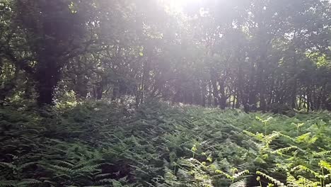 Lush-fern-woodland-forest-with-sun-breaking-through-tree-canopy-wilderness