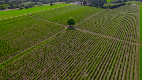 Toma-Aérea-Reveladora-De-Un-Viñedo-Familiar-En-La-Campiña-De-Le-Cres-En-Verano.