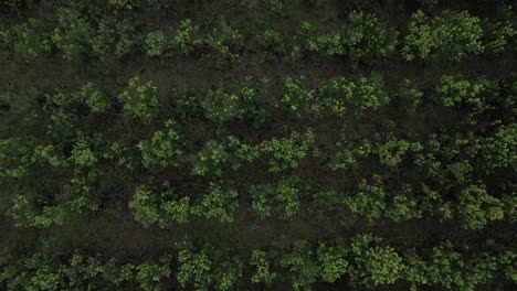 Aerial-view-of-yerba-mate-plantation-for-export
