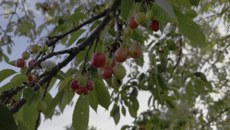 Close-Up-Maturing-Green-And-Red-Cherries-Under-Leaves-On-A-Thin-Branch