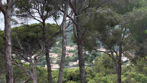 Bosque-De-Pinos-Con-Villas-De-Lujo-En-Una-Colina-En-La-Costa-Azul-En-Francia