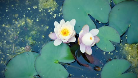 water-lily-in-the-morning-in-a-natural-pond,-pink-and-white-water-lily,-timelapse-opening