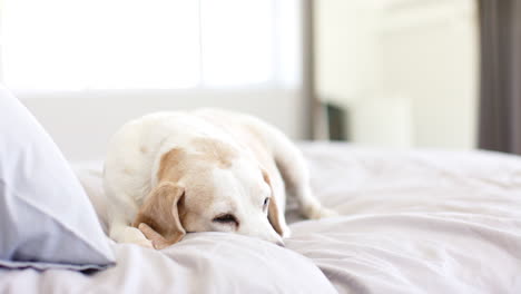 Perro-Mayor-Acostado-En-La-Cama,-Mirando-Hacia-Abajo,-En-Un-Dormitorio-Luminoso