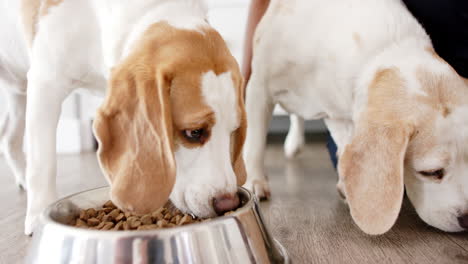 Two-beagles-eating-from-shiny-bowl-filled-with-dog-food