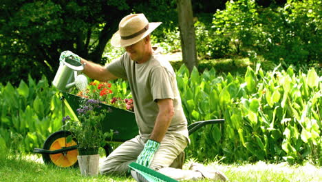 Hombre-Jubilado-Regando-Su-Planta