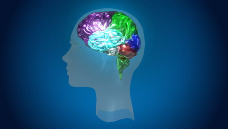 Cerebro-Humano-3d-Animado-De-Alta-Definición