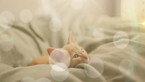Animation-of-light-spots-over-pet-cat-lying-in-bed