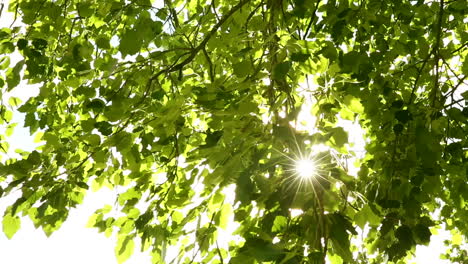 Sunlight-through-the-leaves