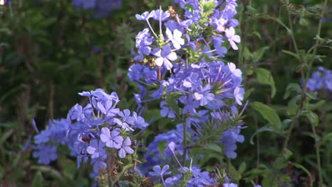 Flores-Azules