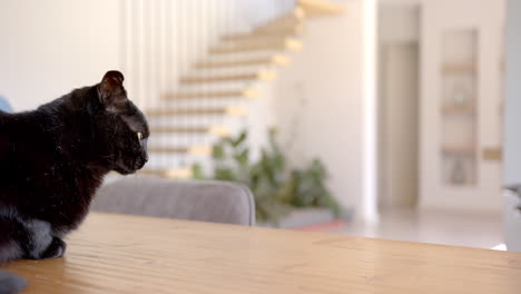 Gato-Negro-Sentado-Sobre-Una-Mesa-De-Madera,-Mirando-Hacia-Un-Lado,-Espacio-Para-Copiar