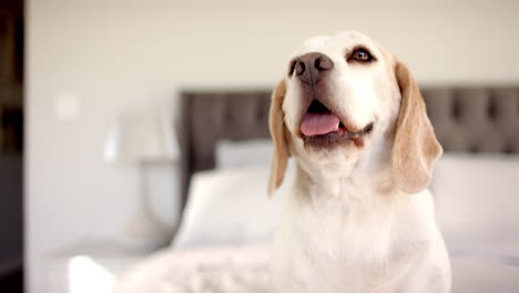 Ein-Beagle,-Der-Auf-Dem-Bett-Sitzt-Und-Mit-Offenem-Mund-Nach-Oben-Schaut