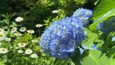 Vibrant-blue-hydrangeas-and-white-daisies-in-a-sunny-garden