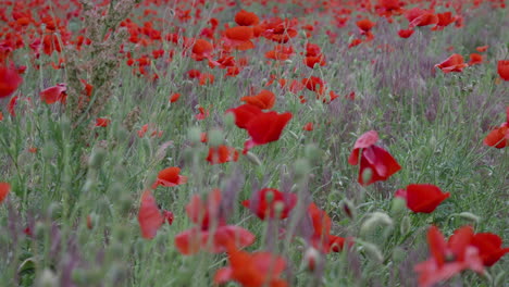 Campo-De-Amapolas-En-Un-Día-De-Verano