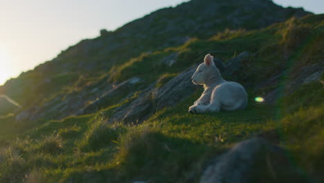 Cute-Lamb-Lies-on-Grass-in-the-Evening-Sun-and-Gets-Up-and-Walks-Off