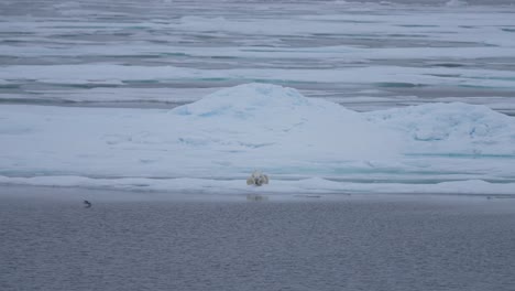 Bird-Flying-by-Polar-Bear-Lying-on-Ice-in-Front-of-Cold-Arctic-Sea,-Slow-Motion