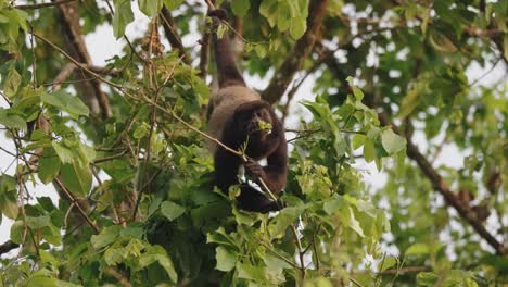 Mono-Aullador-De-Manto-Colgando-Boca-Abajo-De-Un-árbol-Por-Su-Cola,-Alimentándose-De-Hojas-En-Costa-Rica