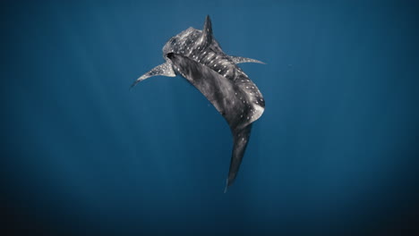 Schwanzflosse-Eines-Walhais,-Der-Schwimmt,-Während-Licht-In-Zeitlupe-über-Abgenutzte-Haut-Funkelt